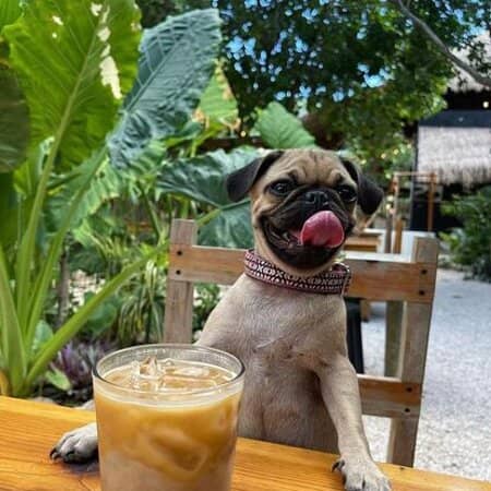 Exceptional Organic Coffee