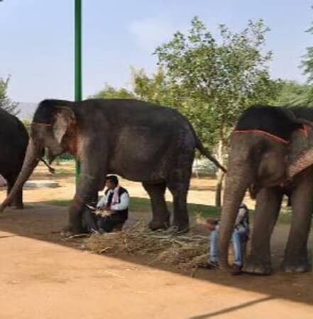 Elephant Safari Experience