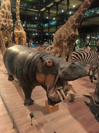 Grand Gallery of Evolution