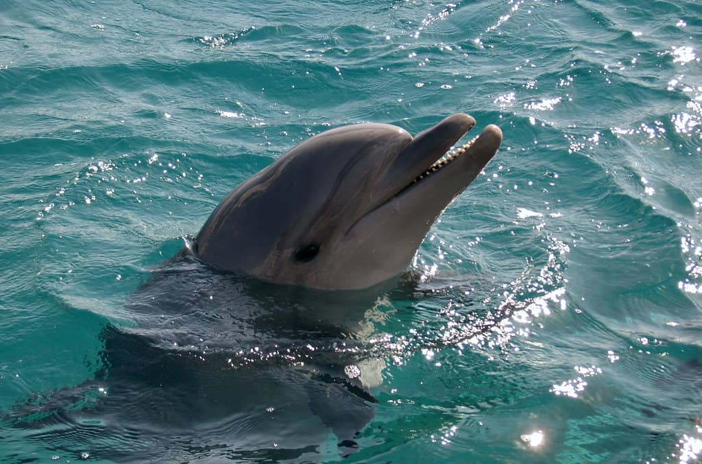 Crystal Clear Waters