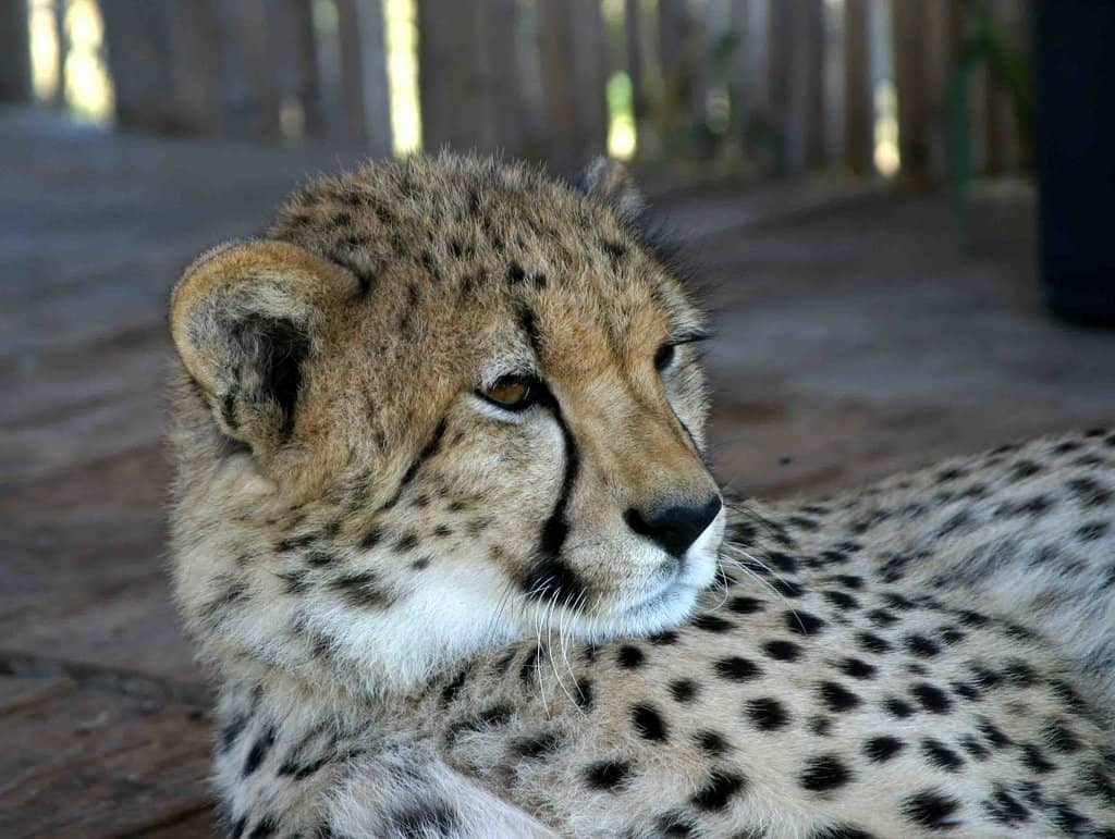 Cheetah Cub Encounter