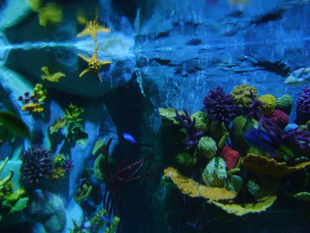 Interactive Rock Pools