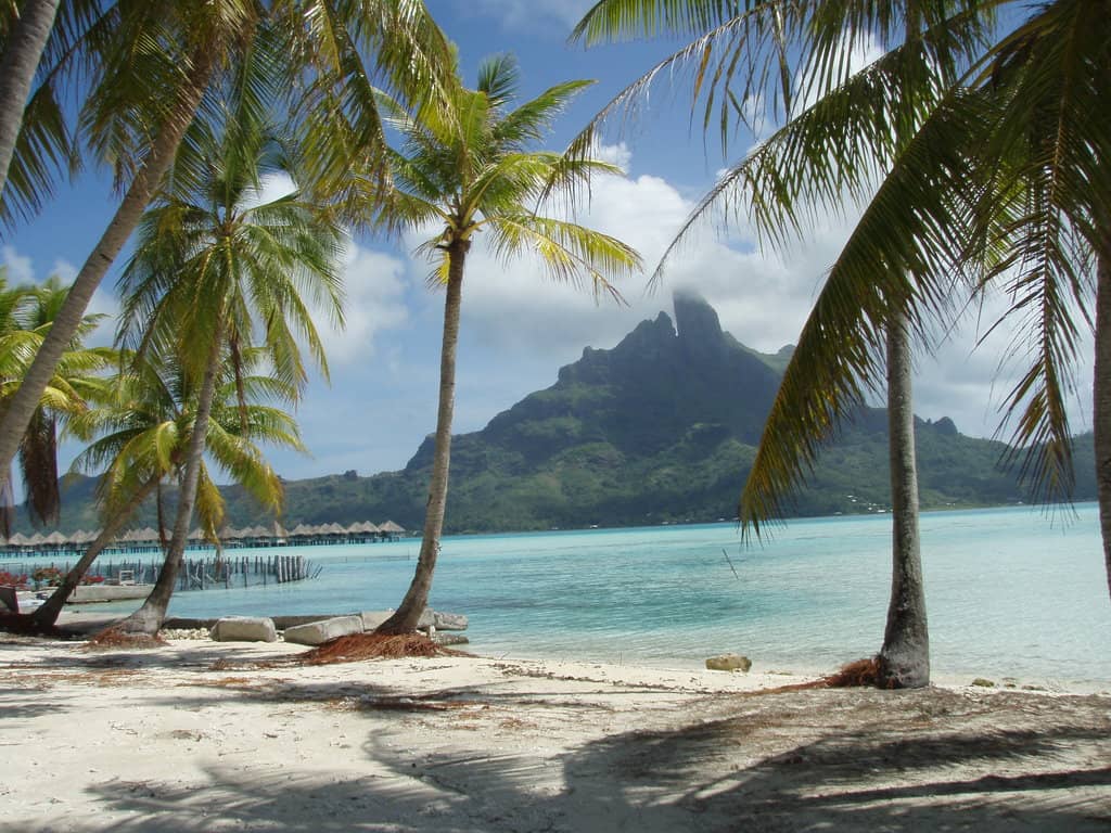 Snorkel with Sharks and Rays
