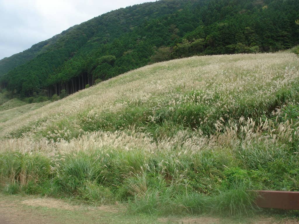 Scenic Walking Trail