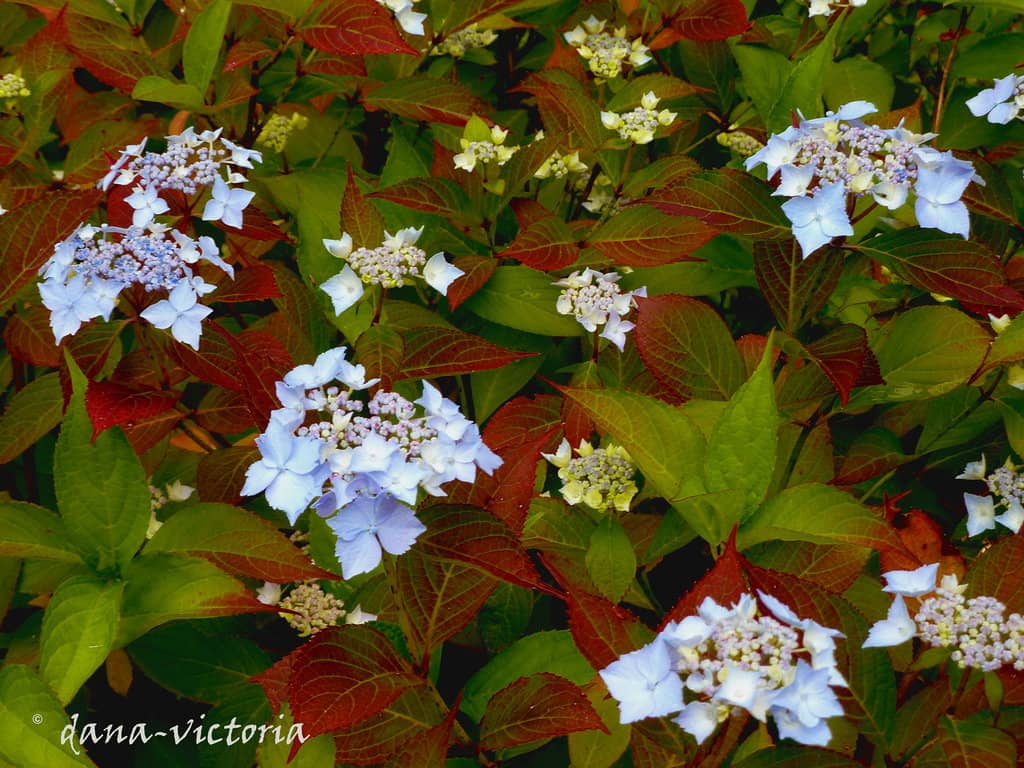 Thomas Church Design