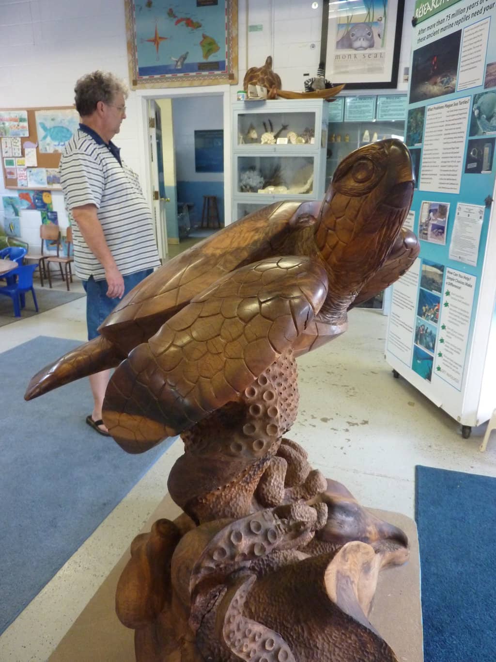 Ocean Views & Wildlife Spotting