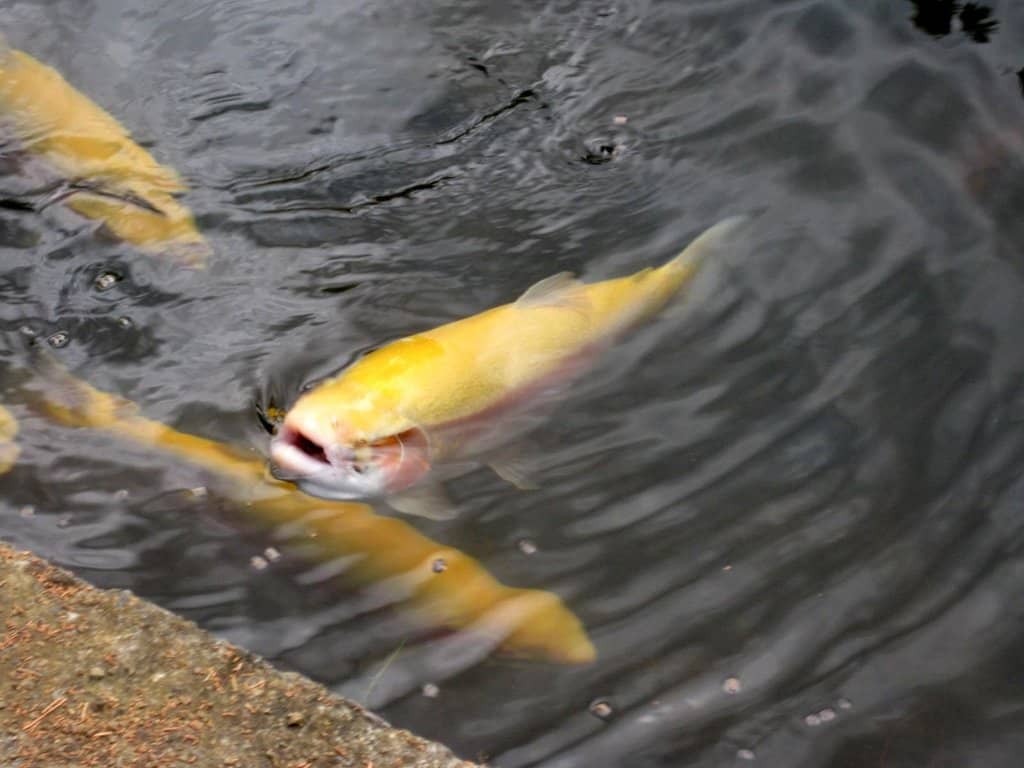 Salmon & Trout Feeding