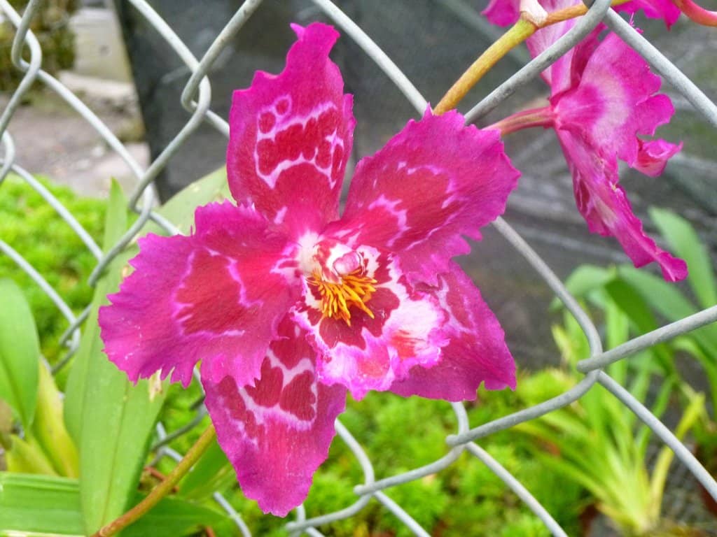 Mother Plant Exhibition