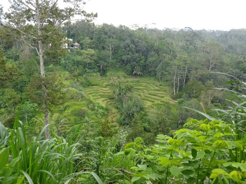 Tropical Plantation Tour