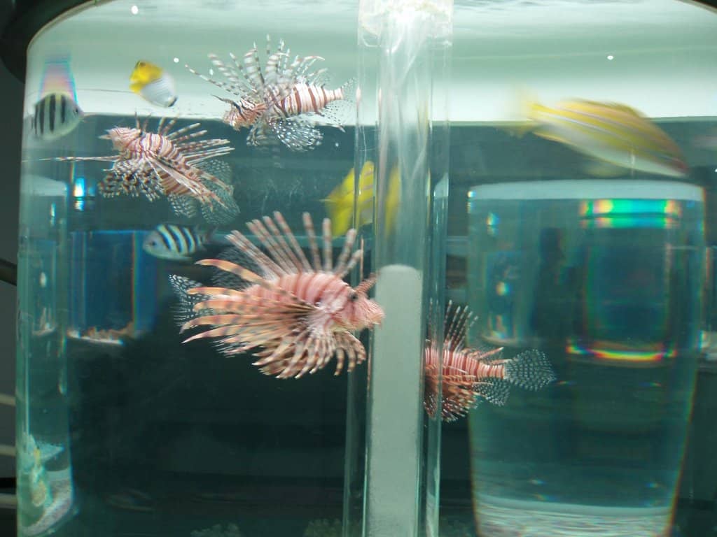 Seal and Otter Encounters