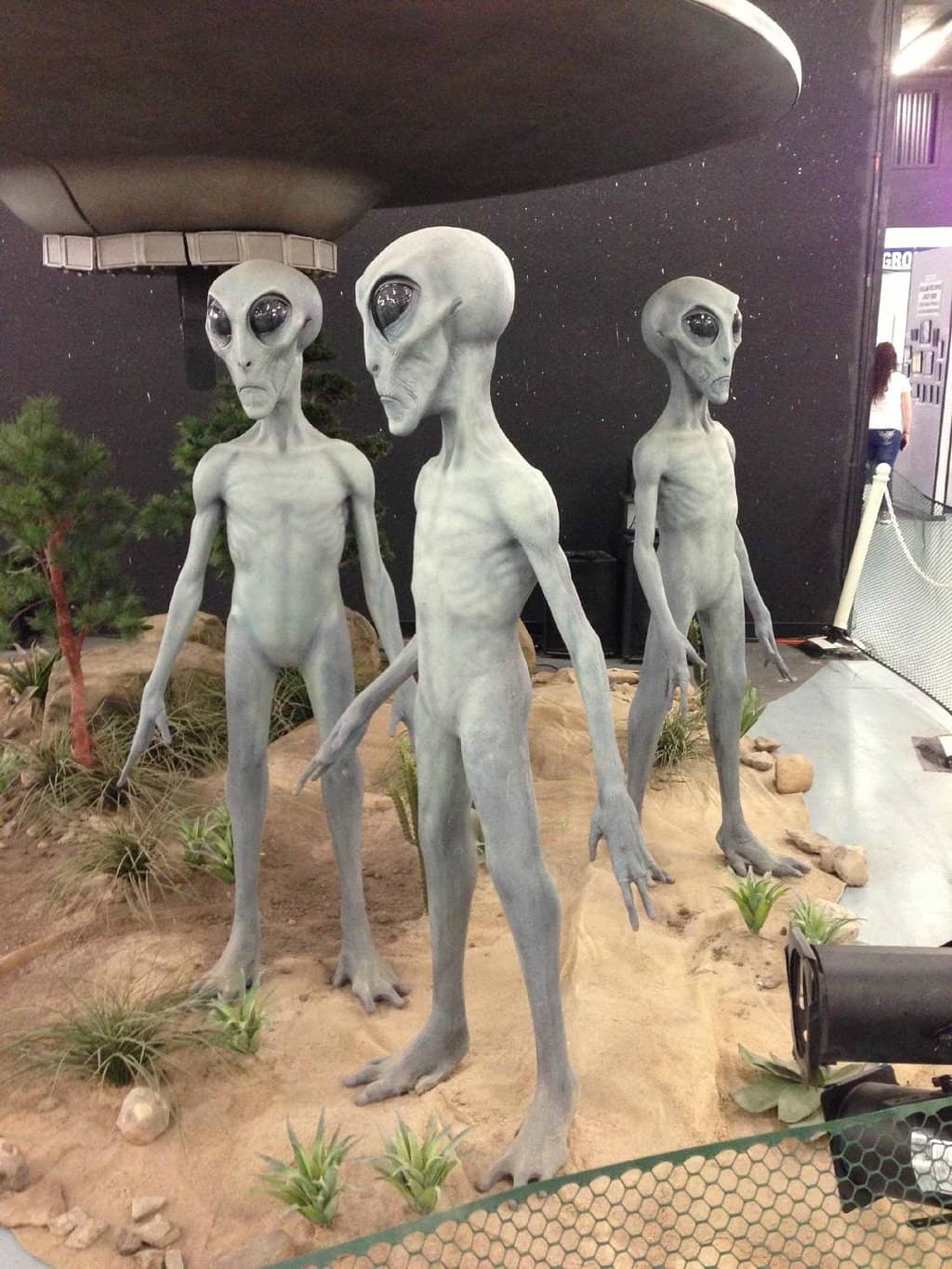 The Museum's Library