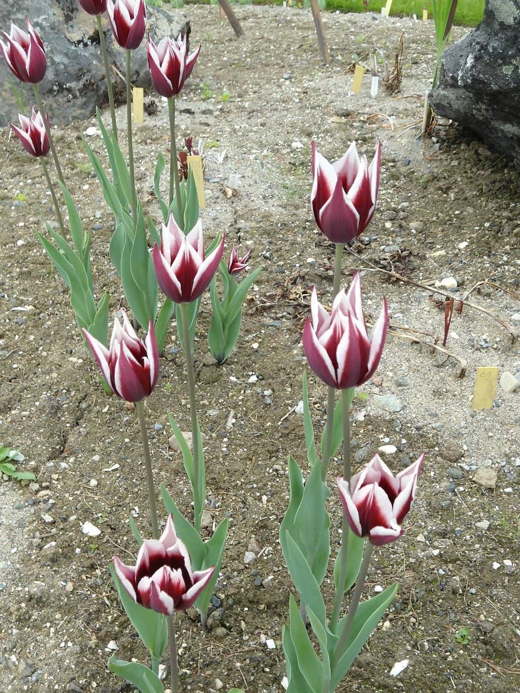 Northernmost Botanic Garden