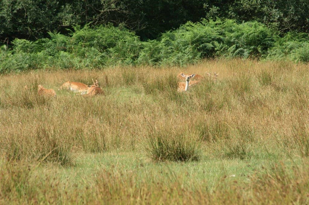 Picnic Spots