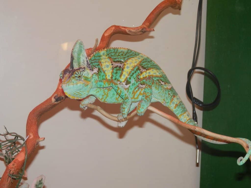 Silkworm and Butterfly Life Cycle