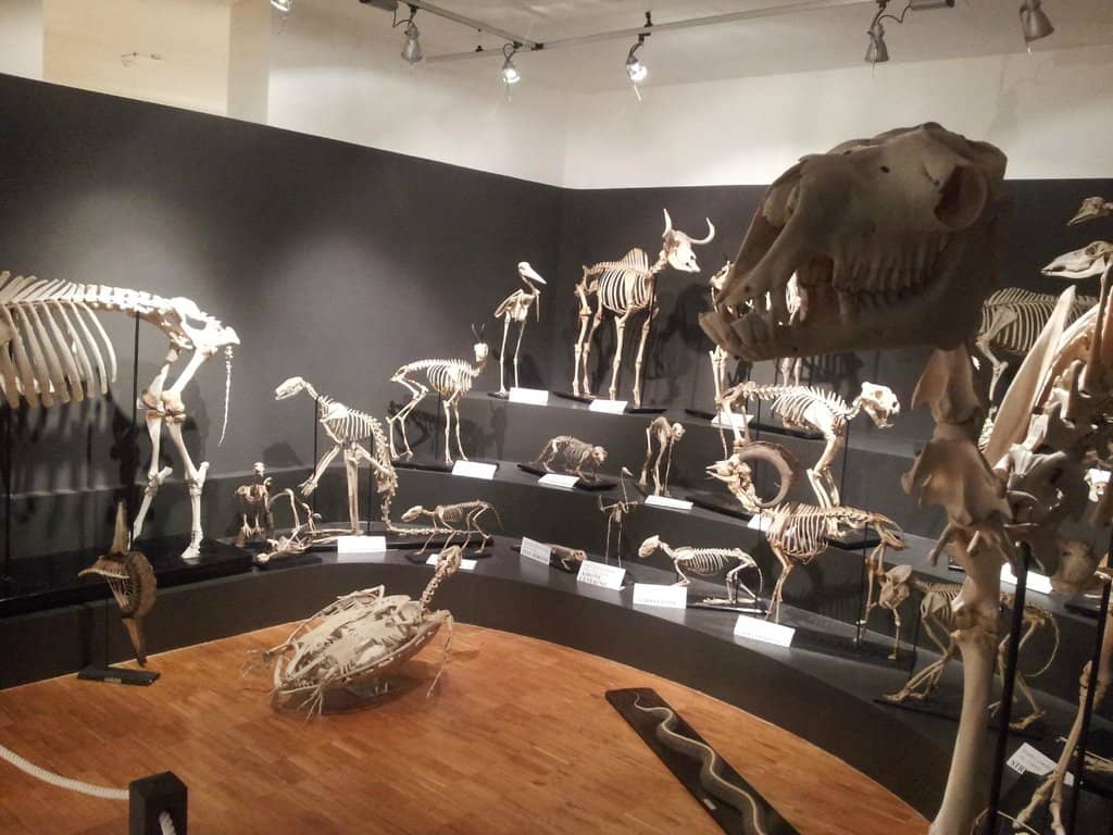 Dinosaur Skeletons