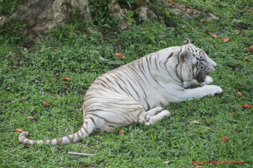 Majestic White Tigers