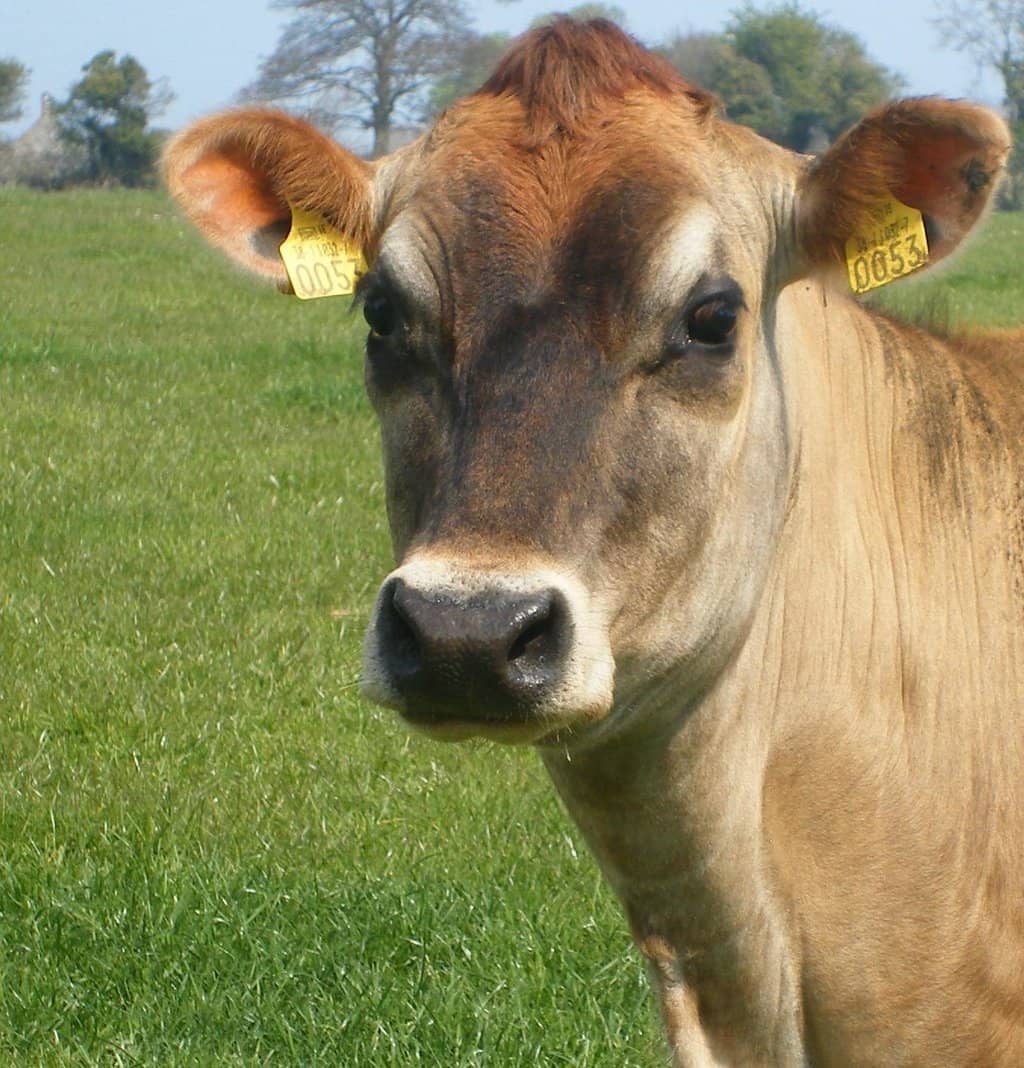 The Enchanting Maize Maze