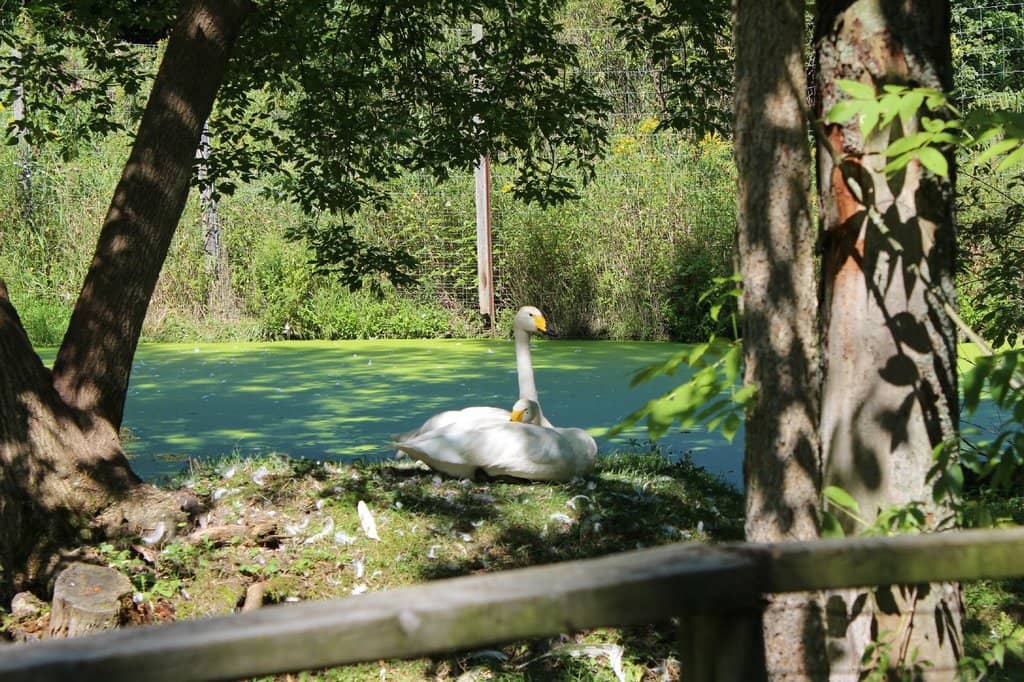 Close-Up Animal Encounters
