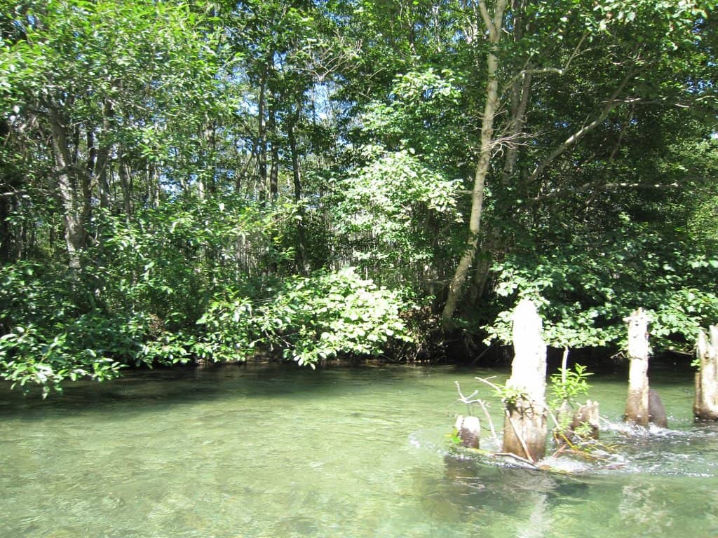 Tranquil River Cruise