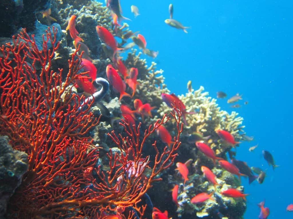 Menjangan Island Marine Park