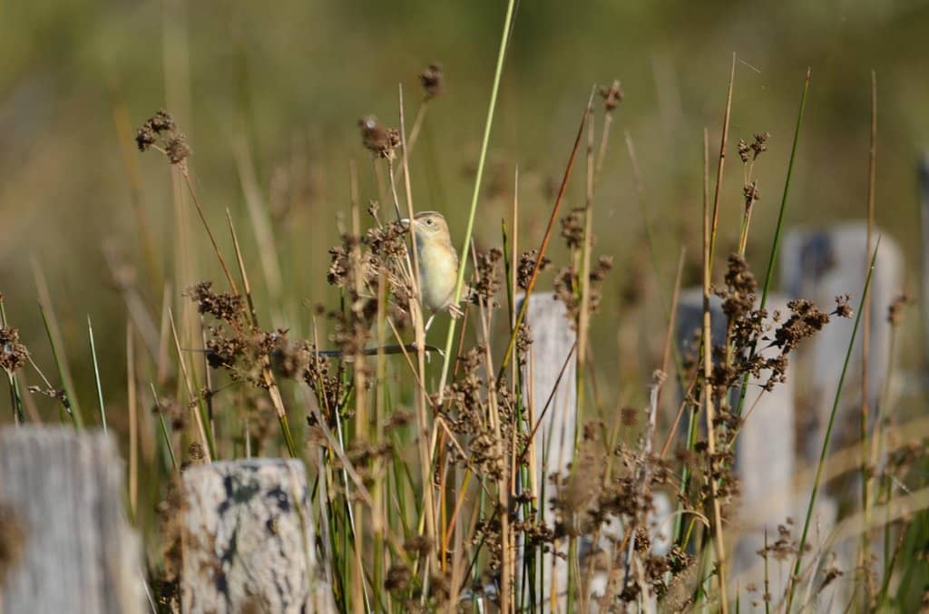 Wildlife Boardwalks