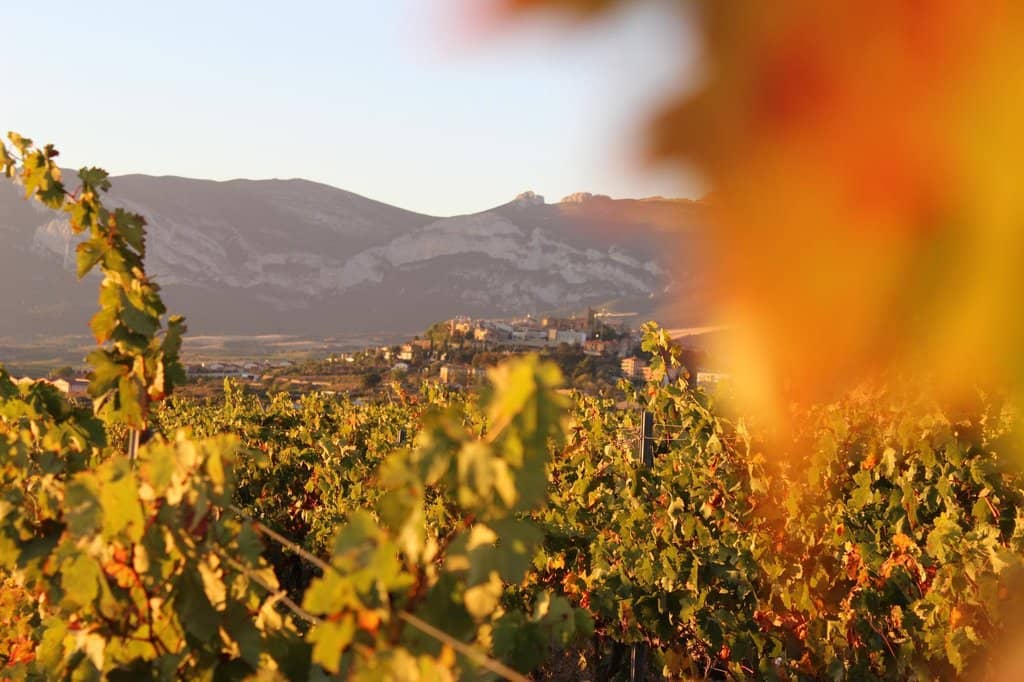 Carravalseca Vineyard