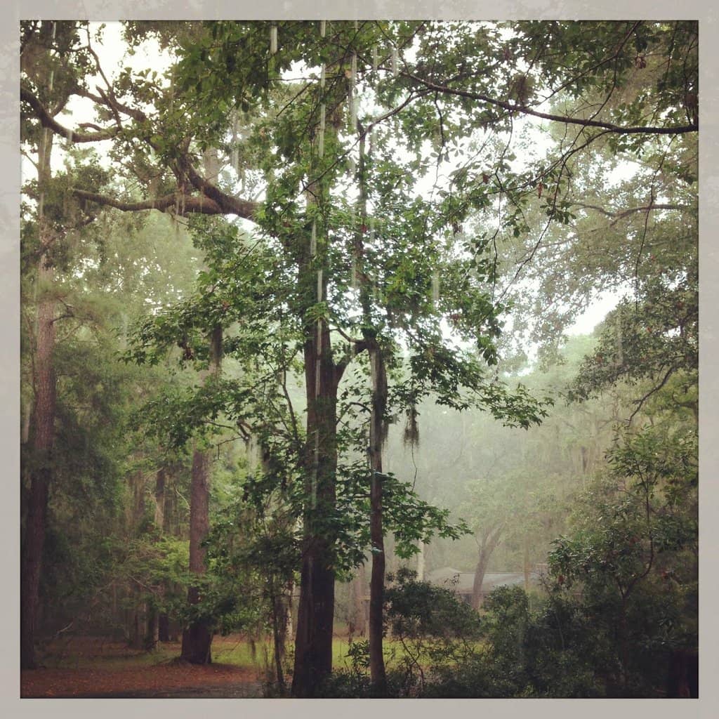Observation Tower Views