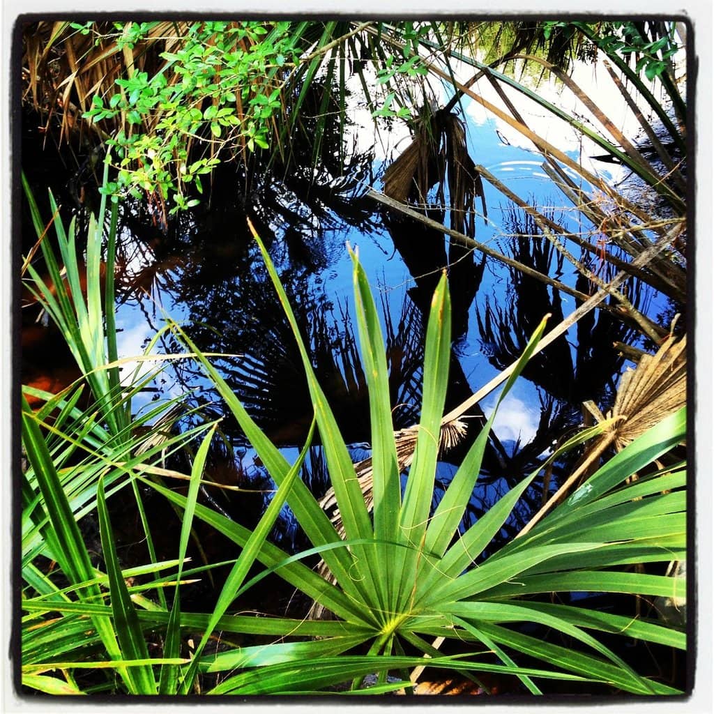 Wildlife Spotting Opportunities