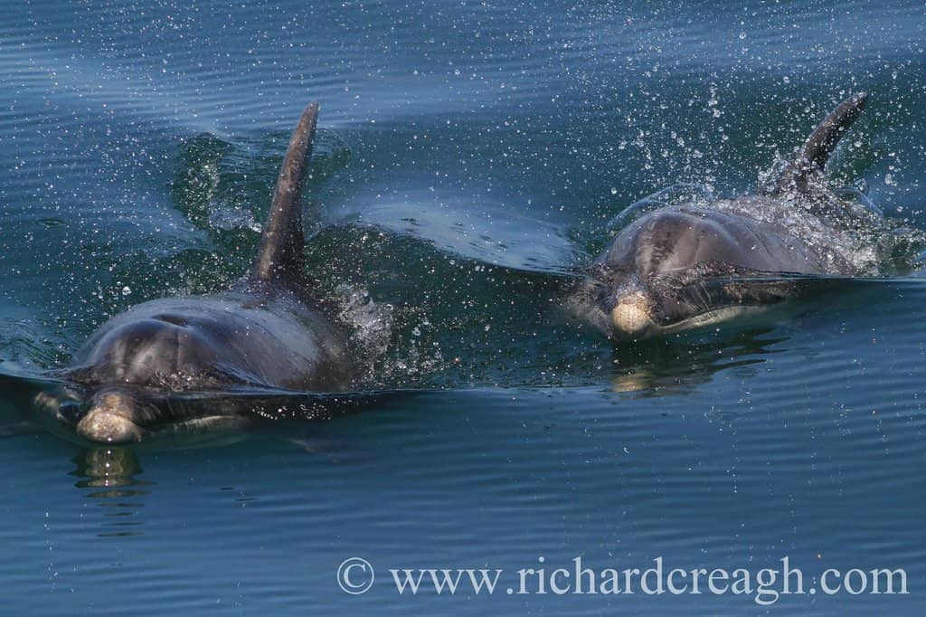 Local Lore and Facts