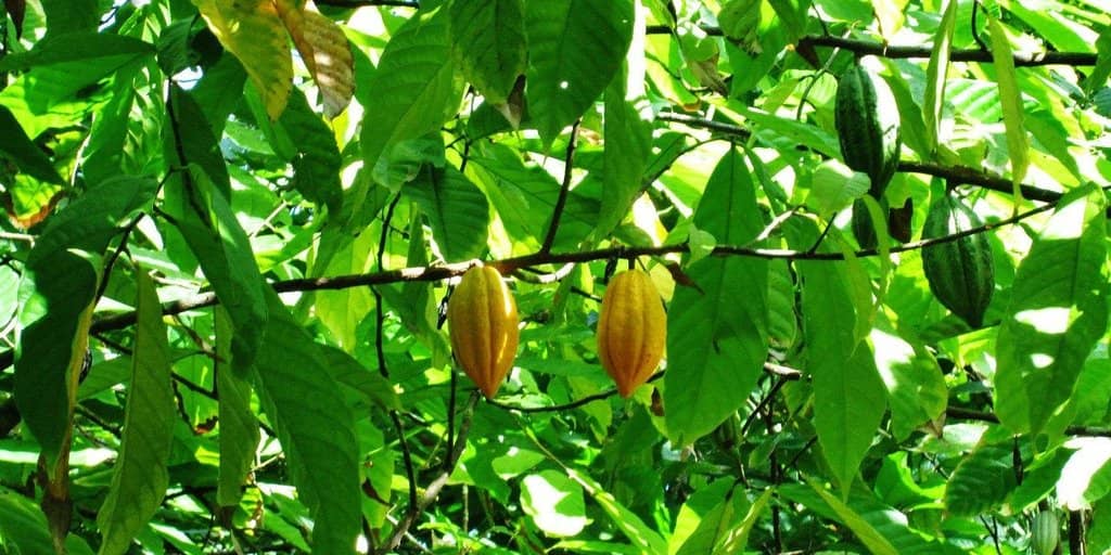 Duaba River & Waterfalls