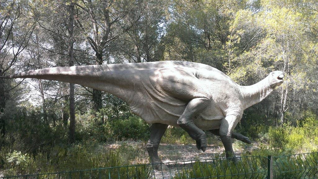 Evolution of Man Exhibit