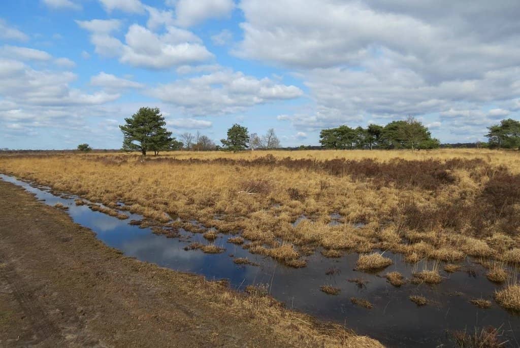 Wooden Boardwalk Trails