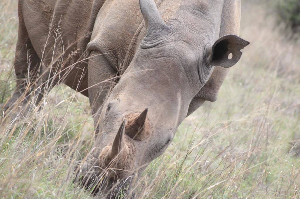 Afternoon Game Drive