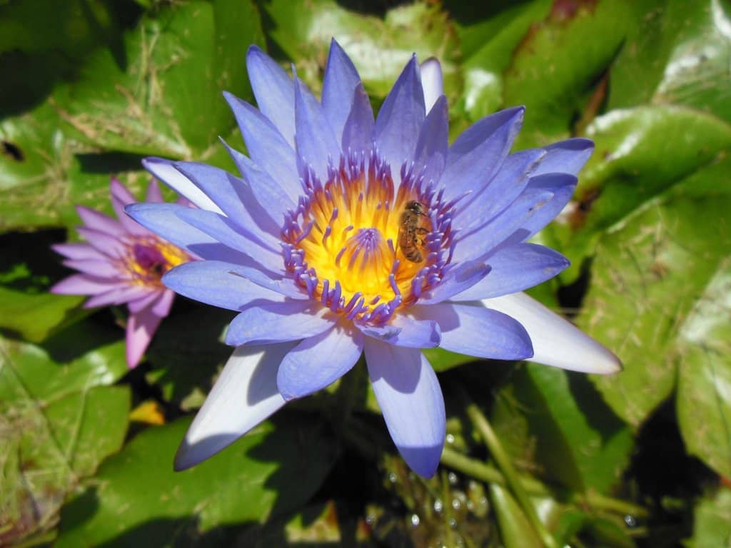 Serene Garden Strolls