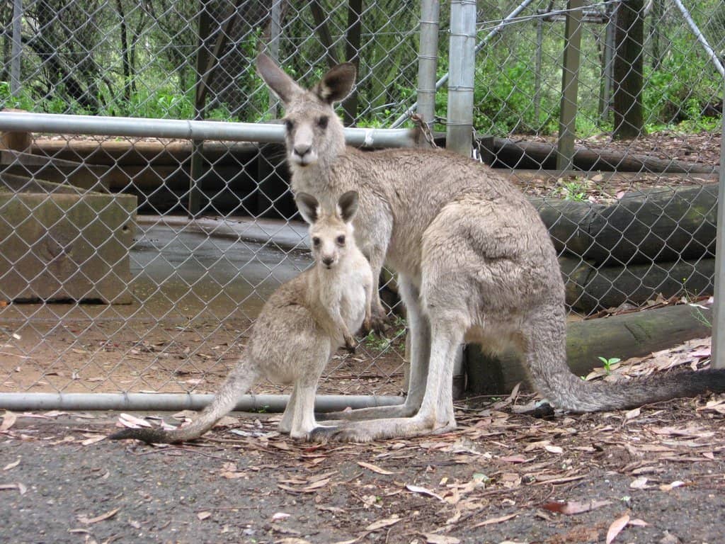 Amazing Children's Playground