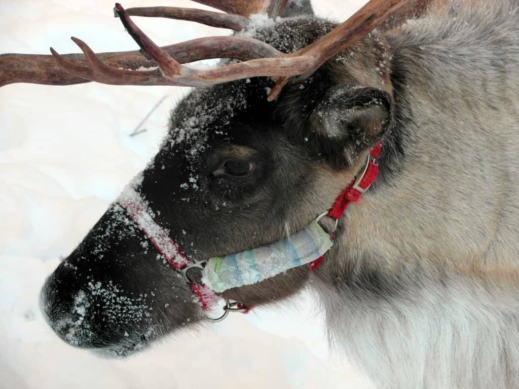Meet the Reindeer Personalities