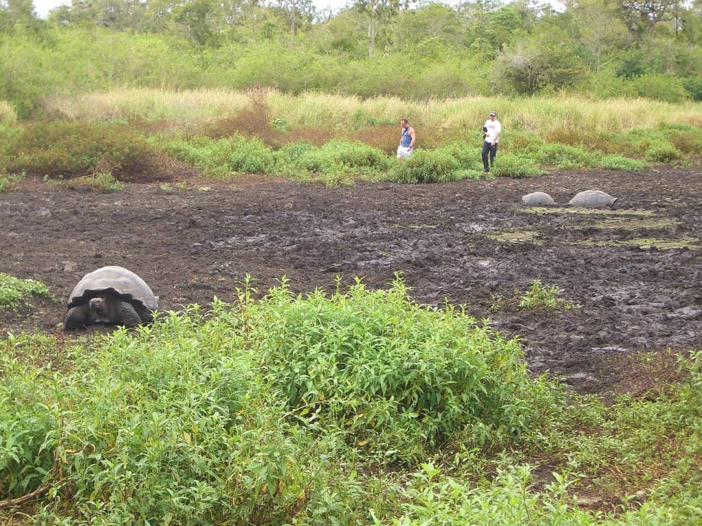 Giant Tortoises Roaming Free