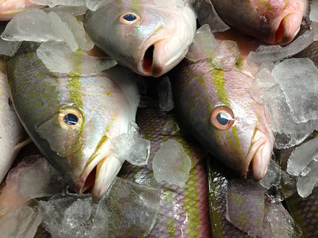 Fresh Seafood Market Experience