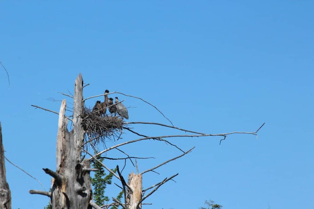 Historic Cellar Holes