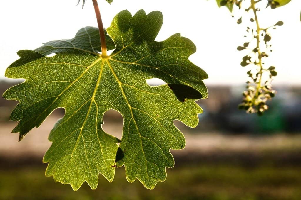 Knowledgeable Staff & Personalized Service