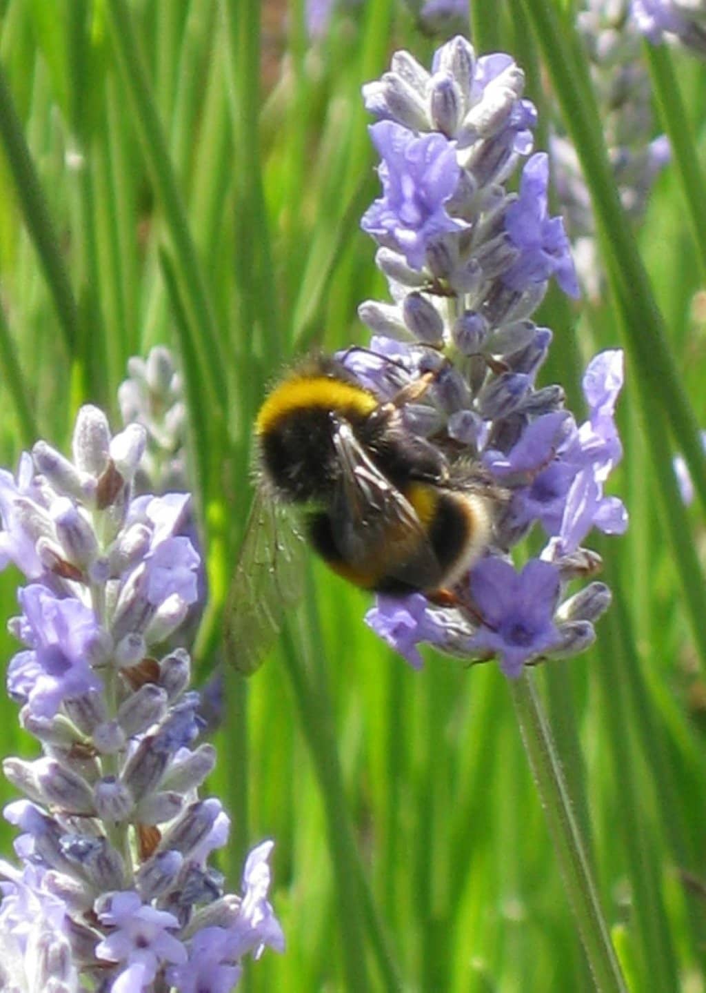 Children's Play Areas