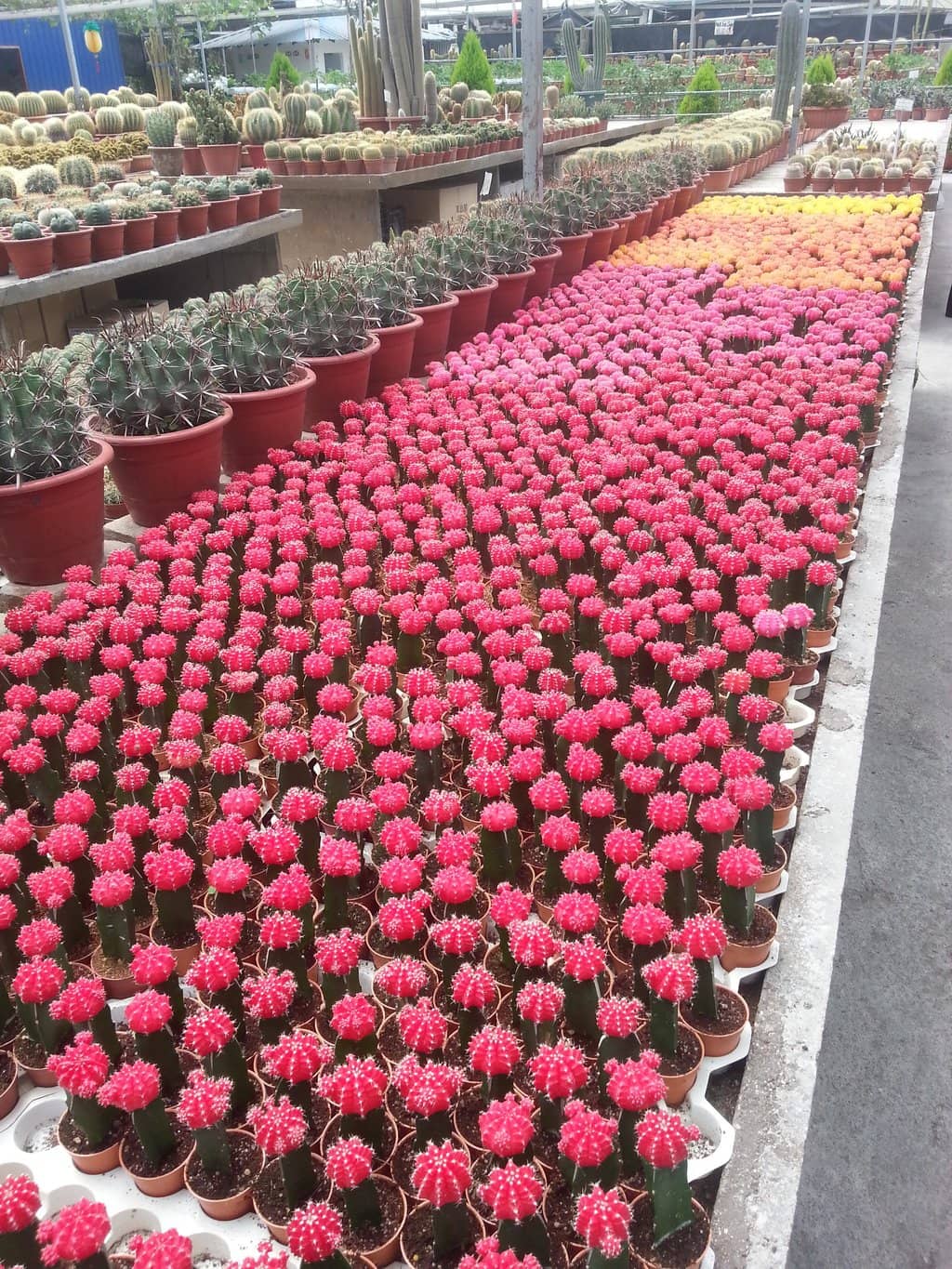 Fuchsia and Flower Displays