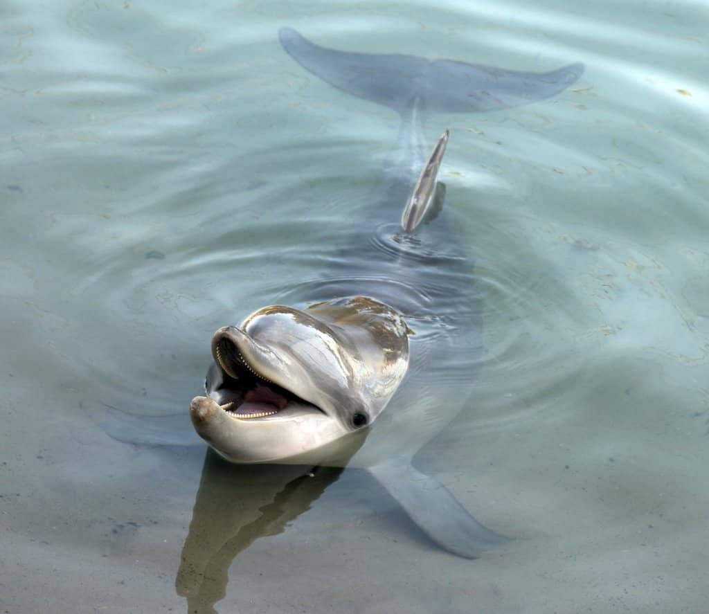 Interactive Touch Tank