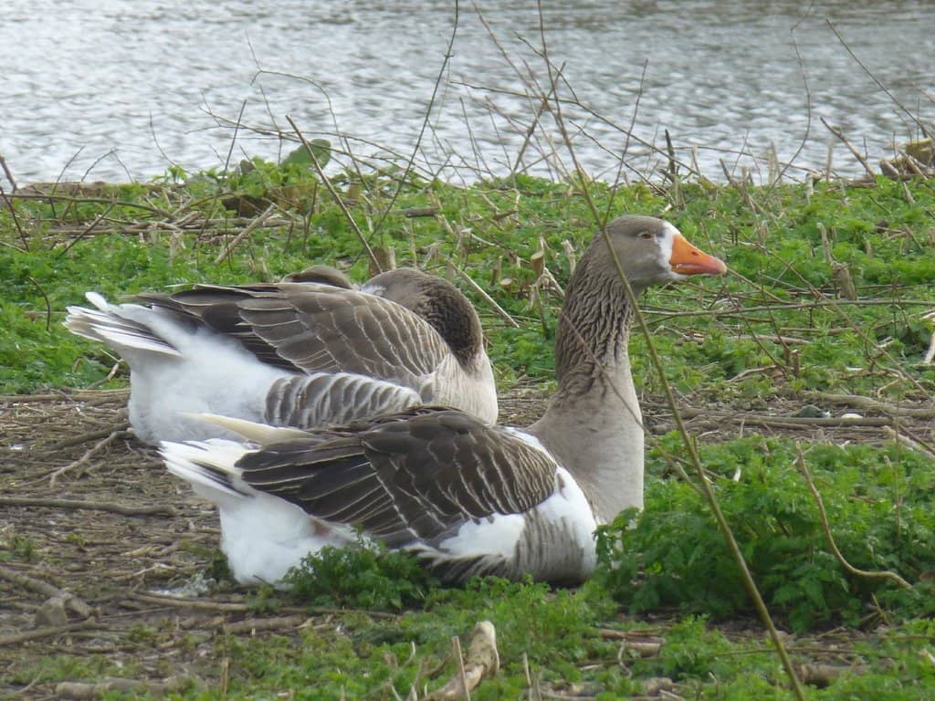 Longest Toboggan Ride in the UK