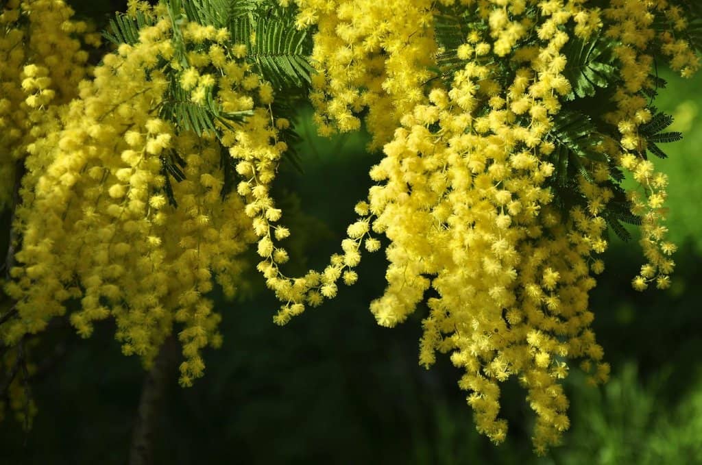 Exotic Tree Collection