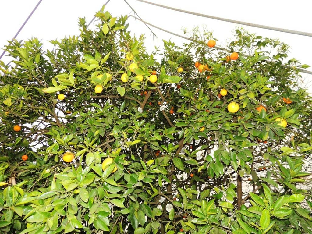 The Tree of Friendship