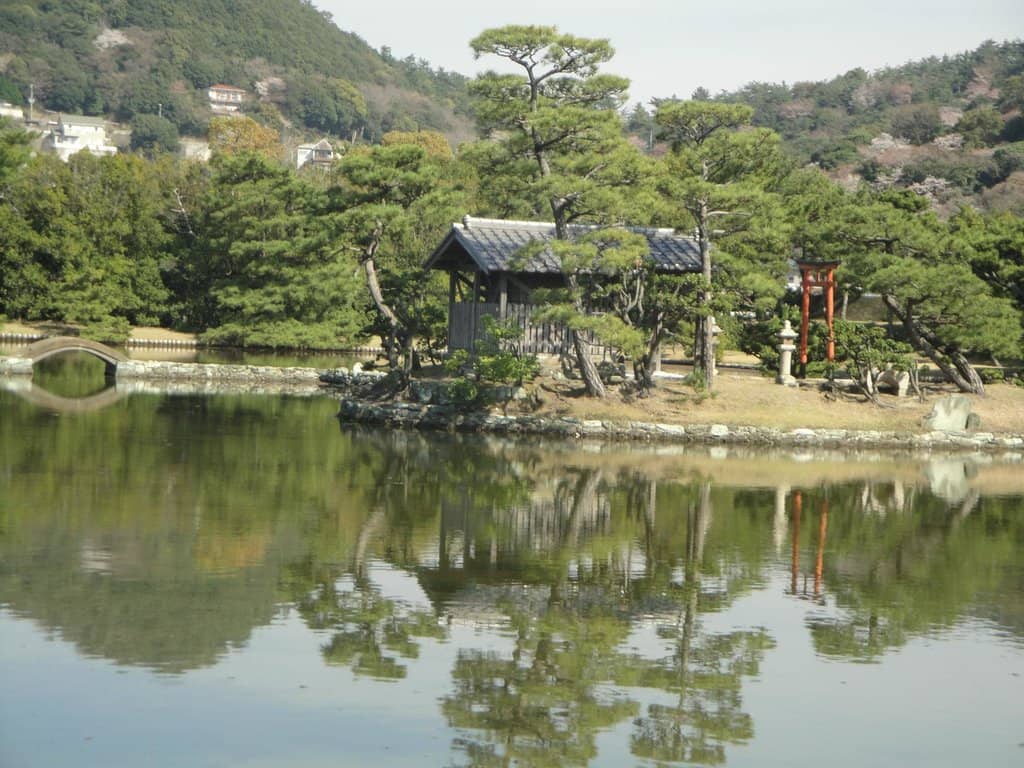 Manicured Pine Trees