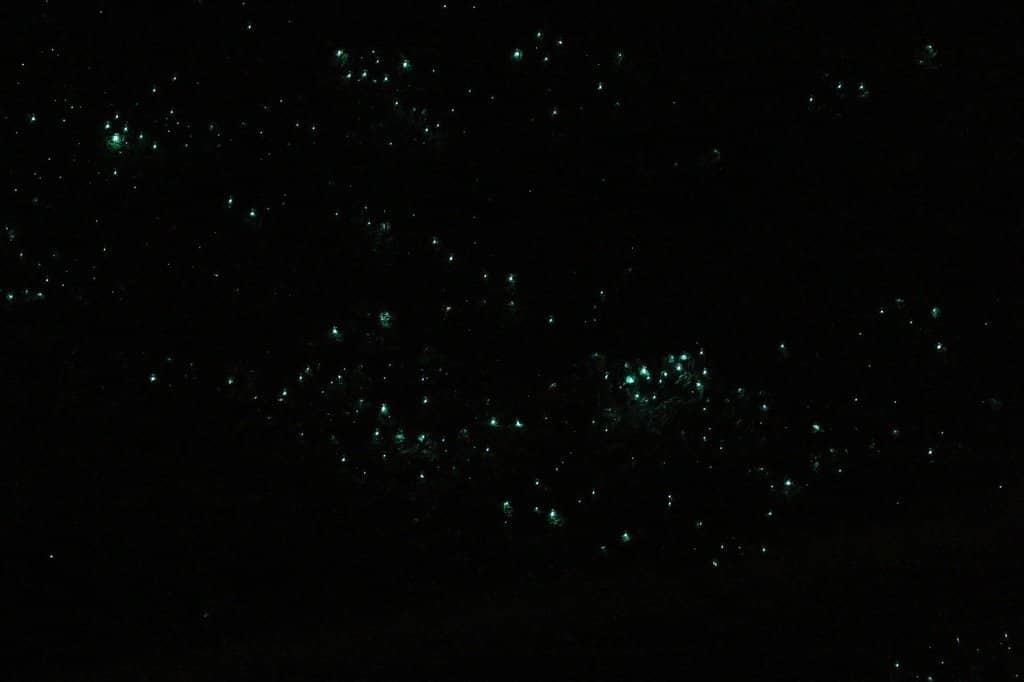 Natural Habitat Viewing