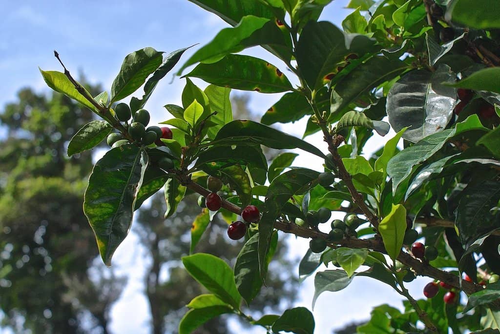 Gourmet On-Site Dining