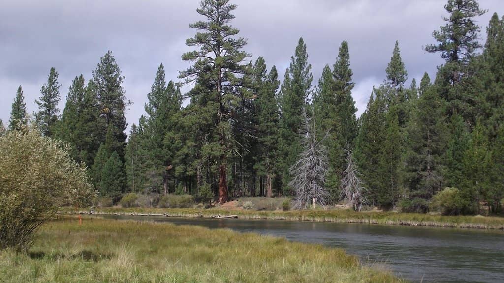Extensive Forest Trails